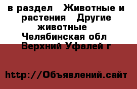  в раздел : Животные и растения » Другие животные . Челябинская обл.,Верхний Уфалей г.